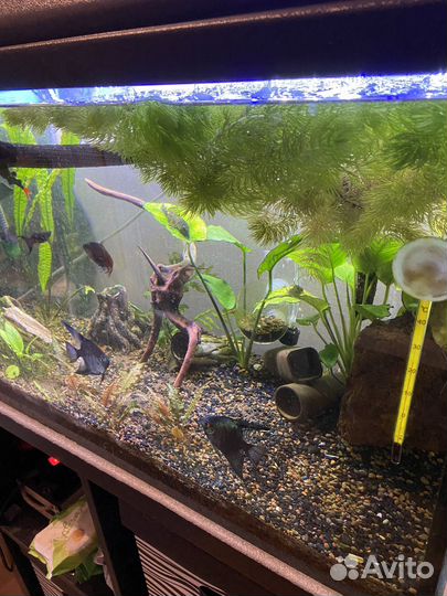 Аквариум рабочий