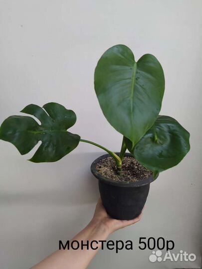 Комнатные растения