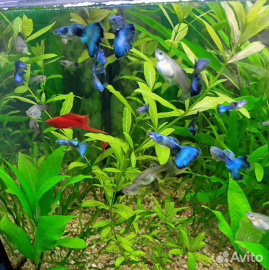 Гуппи, Меченосцы, Неокардины, Анциструсы