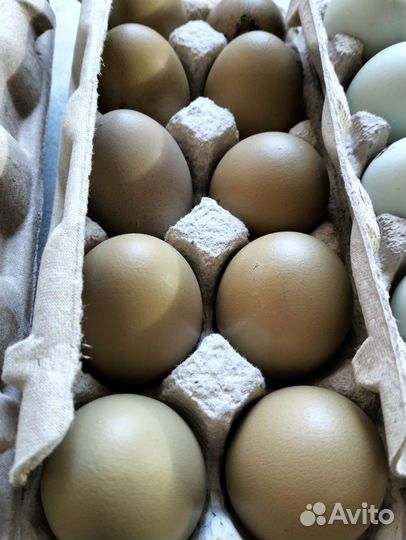Инкубационное яйцо кур несушек