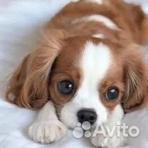 Передержка домашних животных