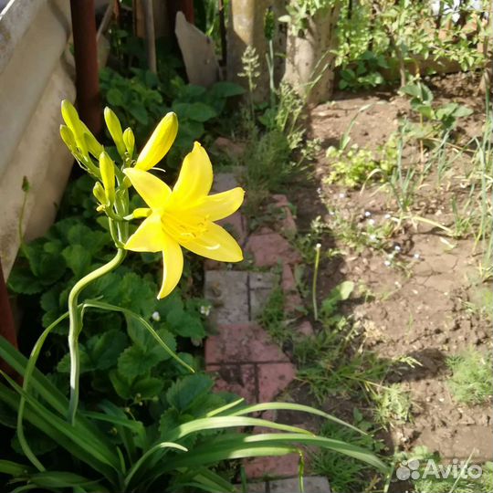 Ирисы, линейник