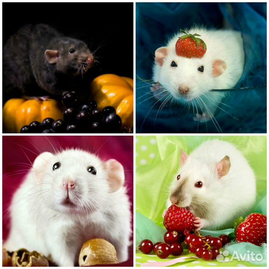 Крысята, Редкие окрасы. Заводчик Вет.врач