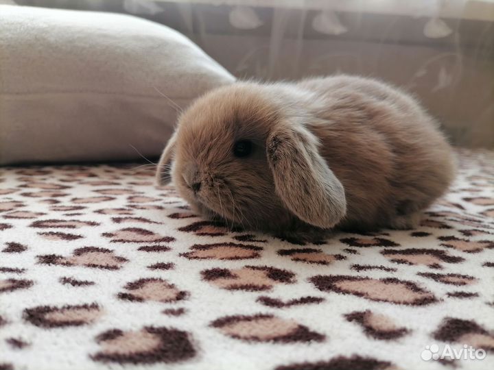 Вислоухий карликовый баран