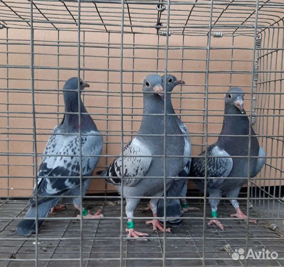 Спортивные голуби