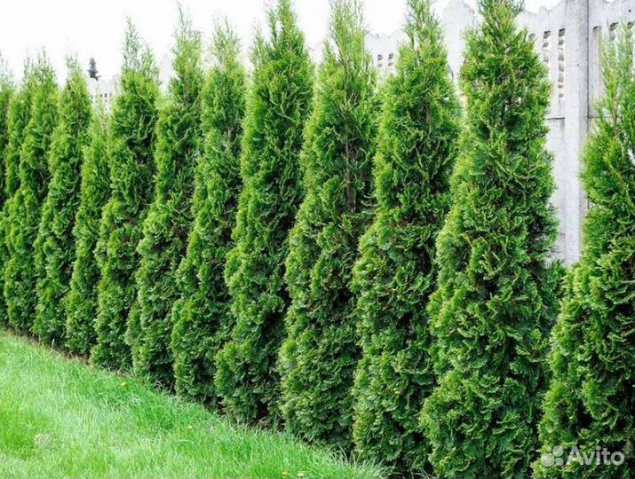 Туя смарагд