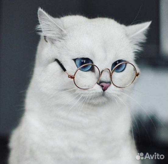 Репетитор по русскому языку начальная школа