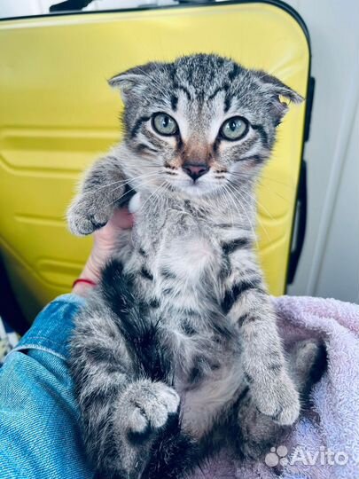 Котёнок мальчик