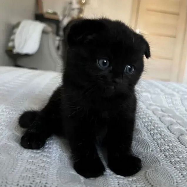 Шотландский вислоухий длинношёрстный котёнок
