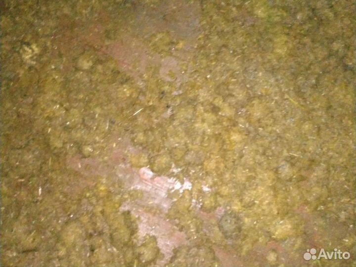 Продаю конский навоз