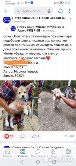 Щенок коротколапик