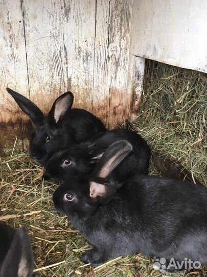 Калифорнийцы чистокровные