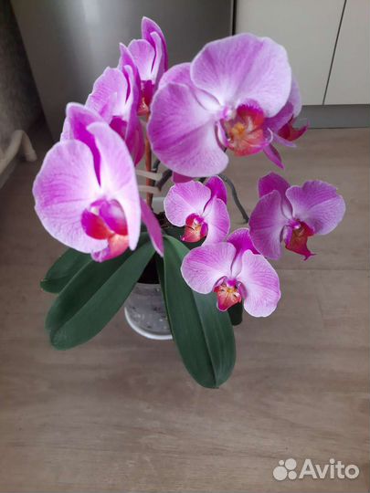 Орхидея фаленопсис