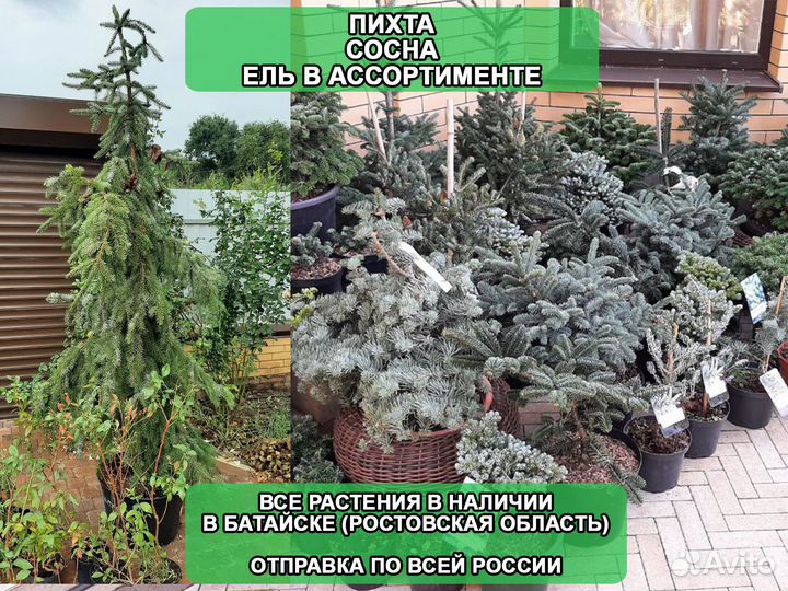 Пихта сосна ель на штамбе