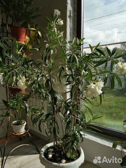 Комнатные растения