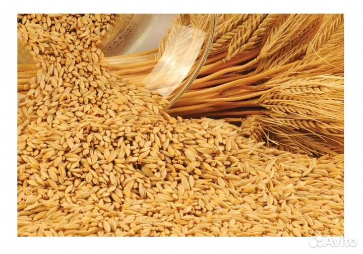 Зерно пшеница/ячмень