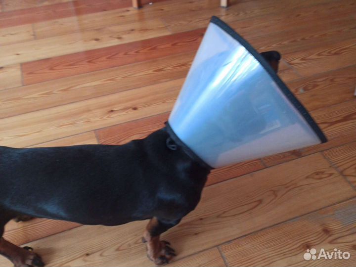 Воротник для собак глубина 200мм