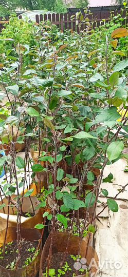 Саженцы ред Кетти