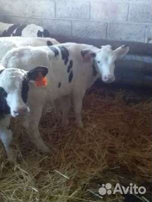 Бычки голштинская,чёрно-пёстрая