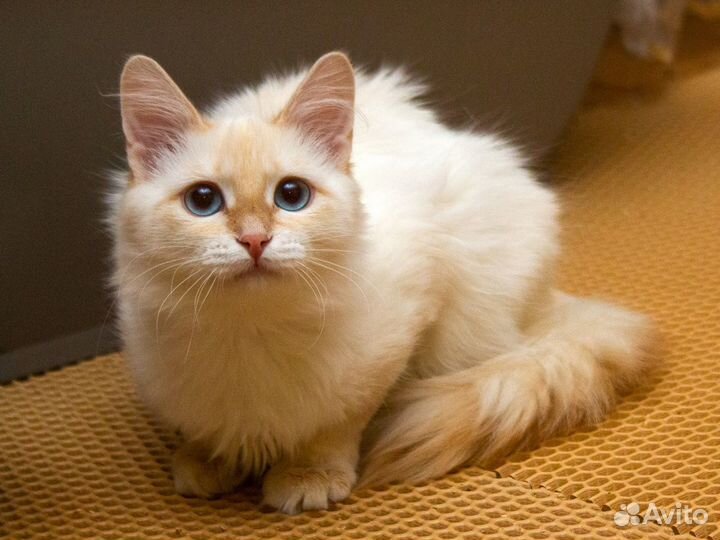 Синди - молодая пушистая кошка окраса ред пойнт