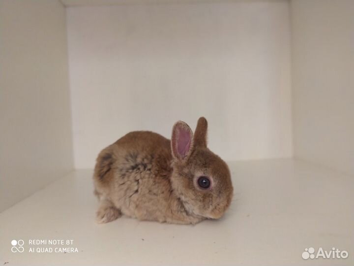 Кролик - Карликовый плюшевый рекс