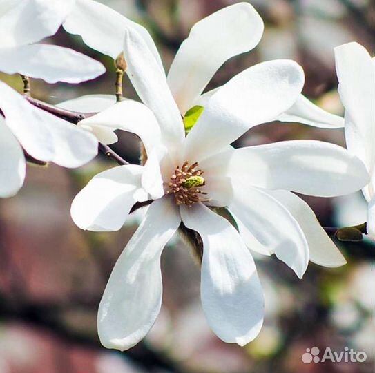 Магнолия Кобус