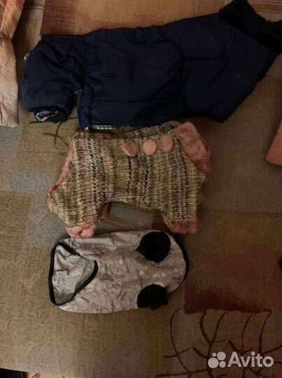 Одежда для собак