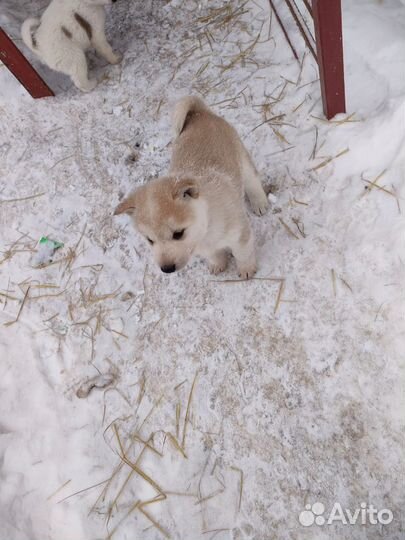 Щенята, помесь Лайка