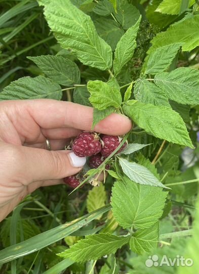 Саженцы малины