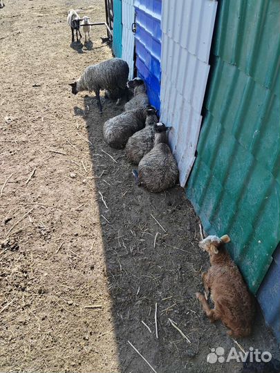 Овцы бараны ягнята