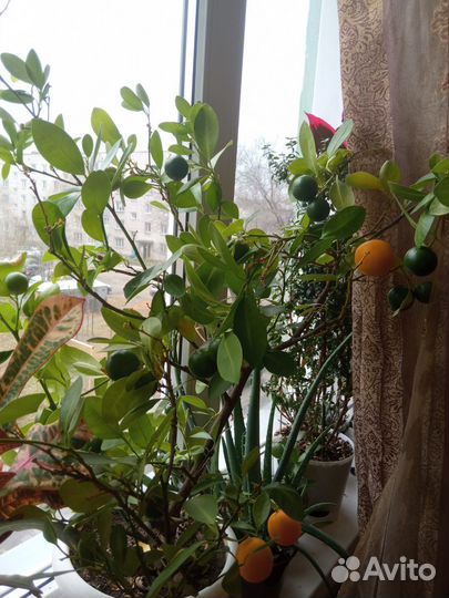 Каламондин