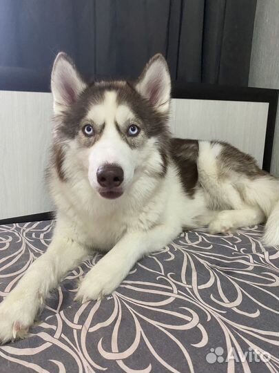 Собачья шерсть пух