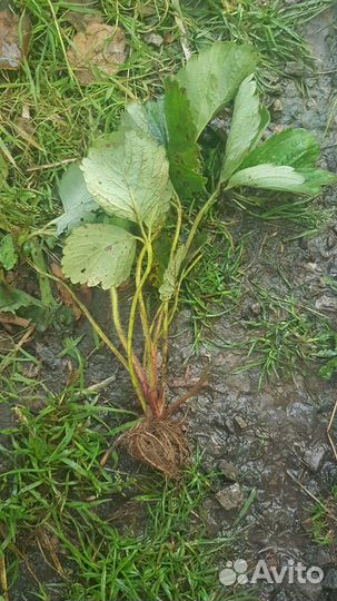 Усы клубники (клубничная рассада),чеснок домашний