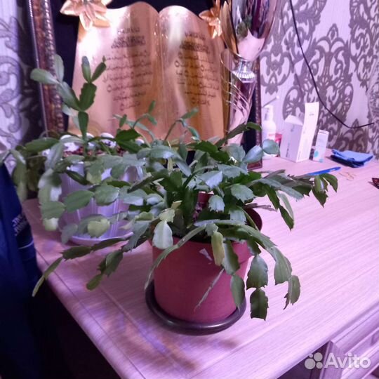 Цветок декабрист