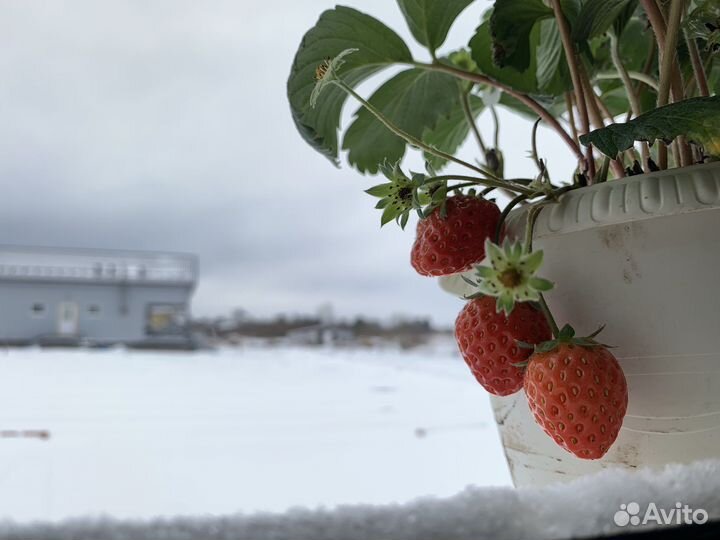 Рассада клубники Роксана