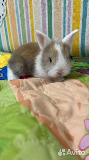 Декоративные кролики карликовые
