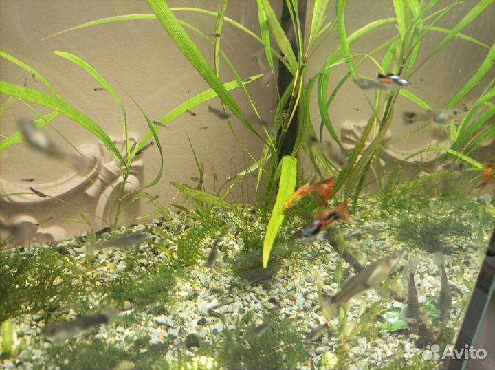 Аквариумные рыбки гуппи