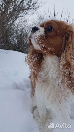 Кавалер вязка