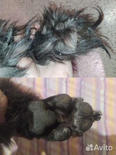 Стрижка собак, линька, ищу моделей на груминг