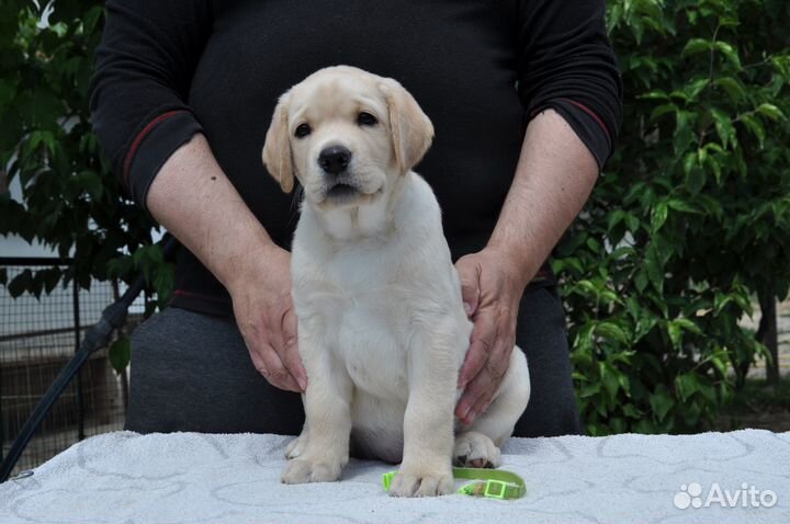 Щенок лабрадора