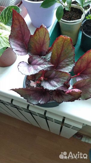 Цветы(комнатные, садовые)