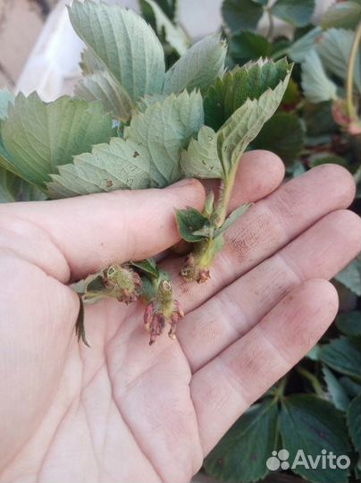 Рассада клубники