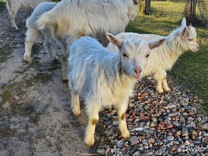 Козлята