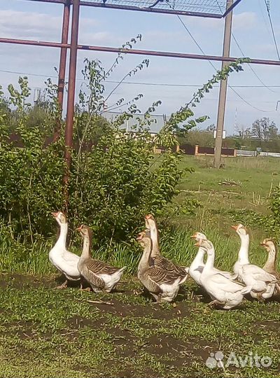 Племенное яйцо от кур Брама, гусей. Гусята