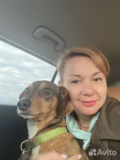 Передержка мелких собак с любовью