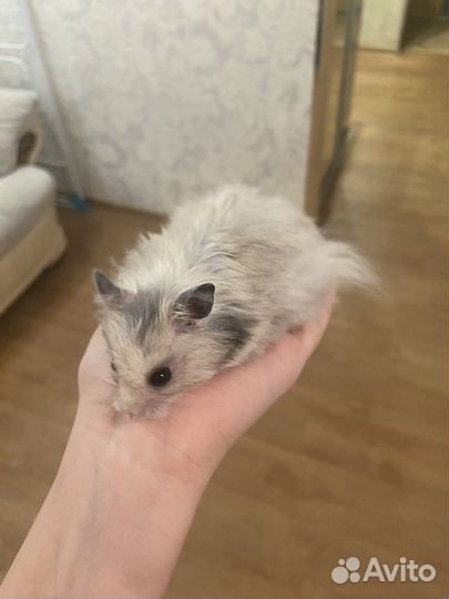 Сирийский хомяк мальчик