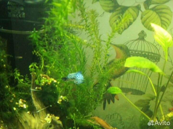 Рыбы гуппи