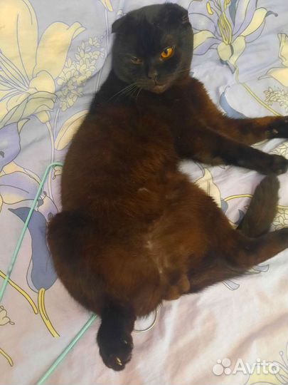 Британский вислоухий кот вязка