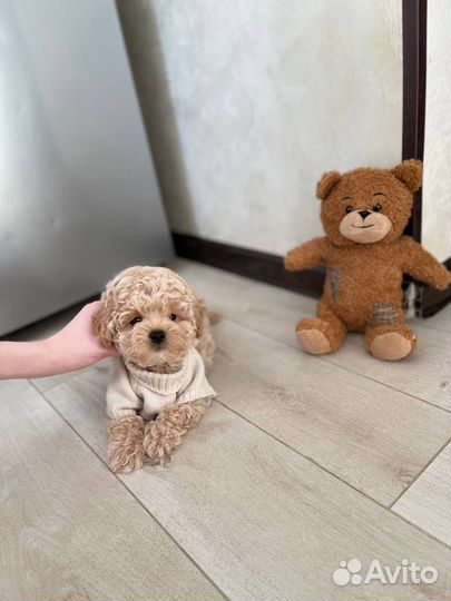 Крошка мальтипу ф1 корея супер мини тедди
