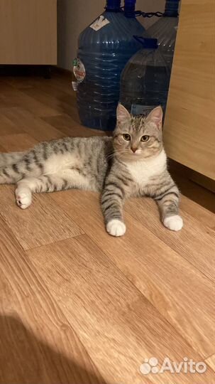 Кот ищет кошечку